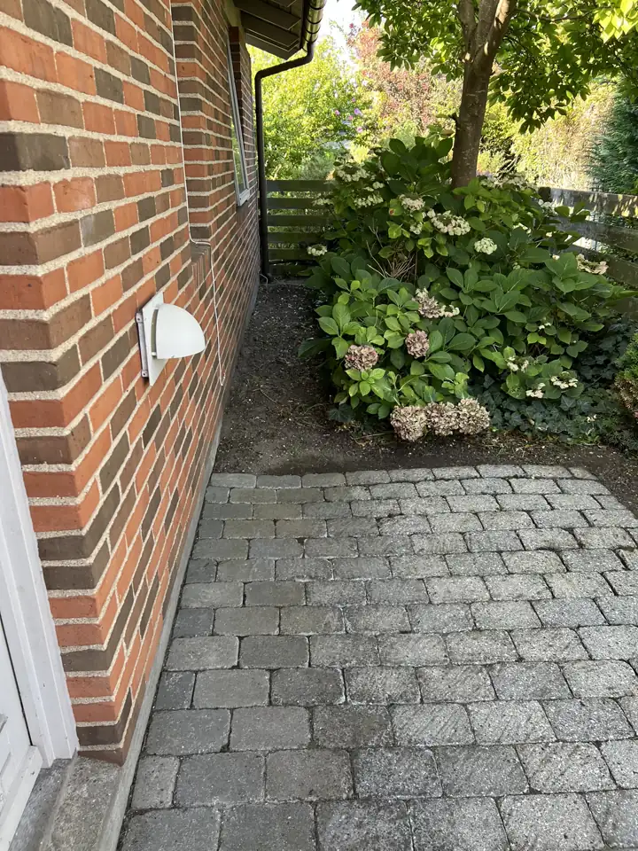 Hortensia med visne blomster i bedet ved husmuren