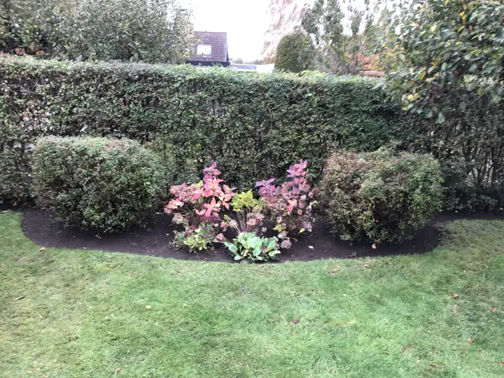 Nyslået græsplæne foran blomstrende bed og hæk